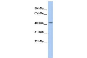 PTGER3 antibody used at 1 ug/ml to detect target protein. (PTGER3 anticorps)