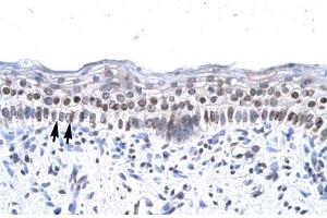 Human Spermatophore (ZNF500 anticorps  (Middle Region))