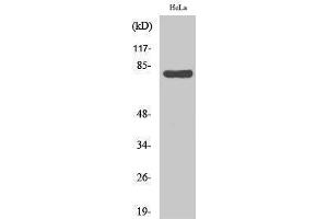 Western Blotting (WB) image for anti-Heat Shock 70kDa Protein 5 (Glucose-Regulated Protein, 78kDa) (HSPA5) (C-Term) antibody (ABIN3185100) (GRP78 anticorps  (C-Term))