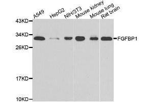 Western blot analysis of extracts of various cell lines, using FGFBP1 antibody. (FGFBP1 anticorps  (AA 24-234))