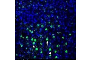 Expression of MANF in rat parietal cortex - Immunohistochemical staining of perfusion-fixed frozen rat brain sections using Anti-MANF/ARMET Antibody (ABIN7043330, ABIN7044787 and ABIN7044788), (1:600), followed by goat anti-rabbit-AlexaFluor-488 secondary antibody. (MANF anticorps  (Mature))