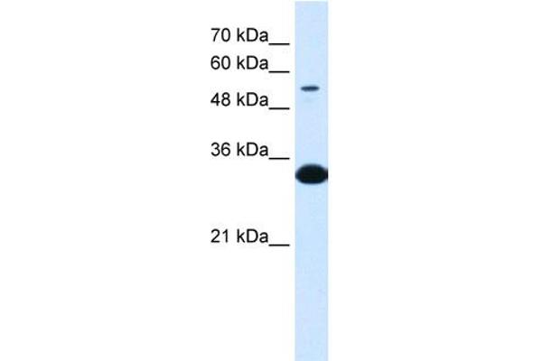 A1BG anticorps  (N-Term)