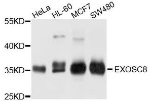 Western blot analysis of extracts of various cell lines, using EXOSC8 antibody. (EXOSC8 anticorps  (AA 1-276))