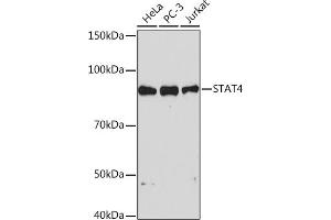 Western blot analysis of extracts of various cell lines, using ST Rabbit mAb (ABIN1681118, ABIN7101700, ABIN7101701 and ABIN7101702) at 1:1000 dilution. (STAT4 anticorps)