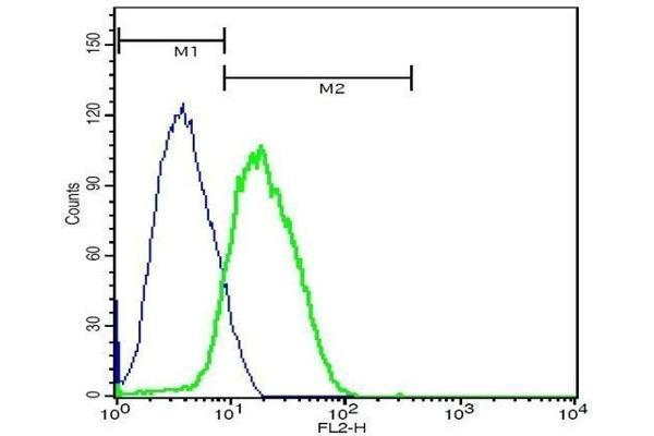 CD8 anticorps  (AA 51-150)