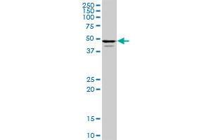 POLR3D MaxPab polyclonal antibody. (POLR3D anticorps  (AA 1-398))