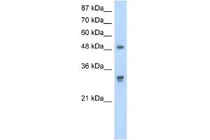 DDX19B antibody used at 2. (DDX19B anticorps)