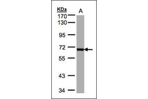 Sample(30 µg whole cell lysate). (PLK1 anticorps)