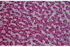 Human Kidney: Formalin-Fixed, Paraffin-Embedded (FFPE) (HYAL2 anticorps  (AA 2-12))