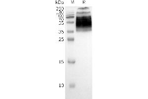 WB analysis of Human F2RL1-Nanodisc with anti-Flag monoclonal antibody at 1/5000 dilution, followed by Goat Anti-Rabbit IgG HRP at 1/5000 dilution (F2RL1 Protéine)