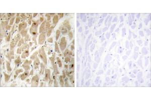 Peptide - + (FOXD3 anticorps)