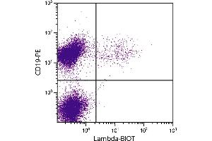 BALB/c mouse splenocytes were stained with Rat Anti-Mouse Lambda-BIOT. (Rat anti-Souris lambda Anticorps (Biotin))