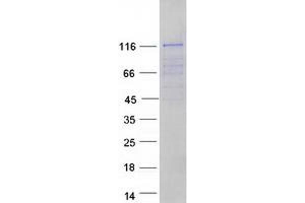 Formin-Like 3 Protein (FMNL3) (Transcript Variant 2) (Myc-DYKDDDDK Tag)