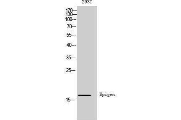 Epigen anticorps  (Internal Region)