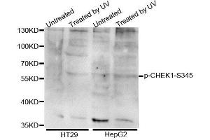 Western blot analysis of extracts of various cell lines, using Phospho-CHEK1-S345 antibody (ABIN5995617). (CHEK1 anticorps  (pSer345))