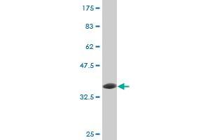 Western Blot detection against Immunogen (36. (ube3a anticorps  (AA 51-150))