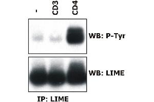 Induction of LIME tyrosine phosphorylation. (LIME anticorps  (AA 141-295) (PE))