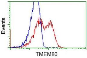 HEK293T cells transfected with either RC202288 overexpress plasmid (Red) or empty vector control plasmid (Blue) were immunostained by anti-TMEM80 antibody (ABIN2453728), and then analyzed by flow cytometry. (TMEM80 anticorps)
