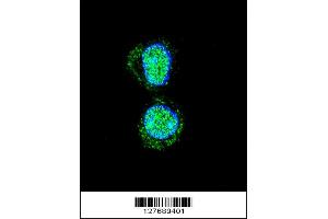 Confocal immunofluorescent analysis of HOXA10 Antibody with HepG2 cell followed by Alexa Fluor 488-conjugated goat anti-rabbit lgG (green). (HOXA10 anticorps  (AA 244-271))