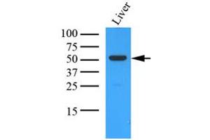 Western Blotting (WB) image for anti-Ornithine Aminotransferase (OAT) (AA 33-439) antibody (ABIN487353) (OAT anticorps  (AA 33-439))