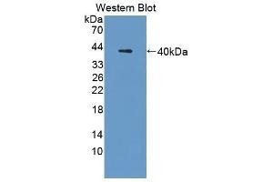 Western Blotting (WB) image for anti-Cathepsin L1 (CTSL1) (AA 18-113) antibody (ABIN1172737) (Cathepsin L anticorps  (AA 18-113))