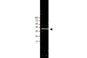 Western blot using anti-Bmi1 antibody ABIN118020 shows detection of a band ~37 kDa corresponding to human Bmi1 (arrowhead). (BMI1 anticorps  (AA 252-264))