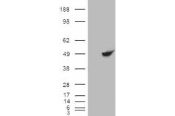 BHMT anticorps  (C-Term)