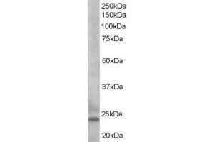 ABIN185253 staining (0. (BIM anticorps  (C-Term))