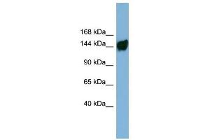 AASDH antibody used at 1 ug/ml to detect target protein. (AASDH anticorps  (Middle Region))