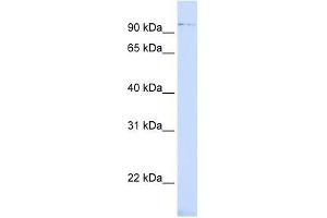 ZNF598 antibody used at 0. (ZNF598 anticorps  (Middle Region))