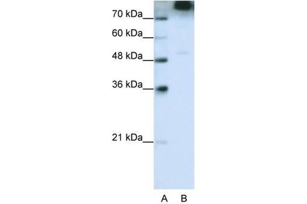 EIF3B anticorps  (C-Term)