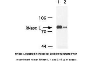 Image no. 1 for anti-Ribonuclease L (2',5'-Oligoisoadenylate Synthetase-Dependent) (RNASEL) antibody (ABIN363220) (RNASEL anticorps)