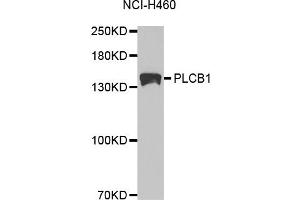Western blot analysis of extracts of NCI-H460 cells, using PLCB1 antibody (ABIN5971022) at 1/1000 dilution. (Phospholipase C beta 1 anticorps)