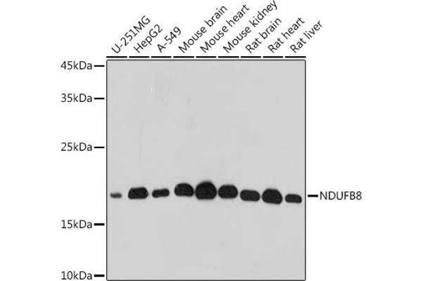 NDUFB8 anticorps