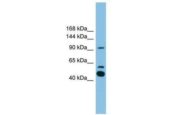 PLA2G4E anticorps  (C-Term)