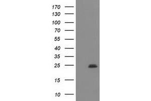 Image no. 1 for anti-Polymerase (RNA) II (DNA Directed) Polypeptide E, 25kDa (POLR2E) antibody (ABIN1500336) (POLR2E anticorps)