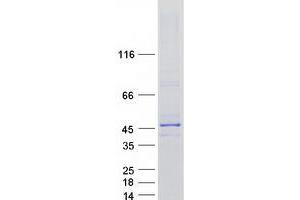 Validation with Western Blot (NDN Protein (Myc-DYKDDDDK Tag))