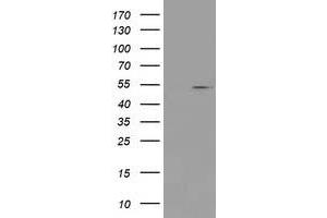 Image no. 1 for anti-Protein Arginine Methyltransferase 2 (PRMT2) antibody (ABIN1500422) (PRMT2 anticorps)