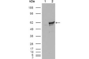 Western Blotting (WB) image for anti-Checkpoint Kinase 1 (CHEK1) antibody (ABIN1843153) (CHEK1 anticorps)