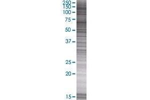 MAP3K13 transfected lysate. (MAP3K13 293T Cell Transient Overexpression Lysate(Denatured))