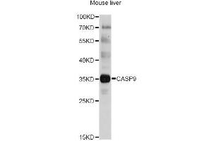 Western blot analysis of extracts of mouse liver, using CASP9 antibody. (Caspase 9 anticorps)