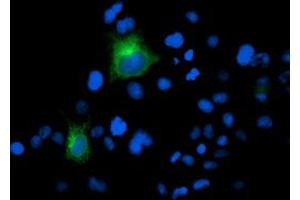 Anti-FOLH1 mouse monoclonal antibody (ABIN2455794) immunofluorescent staining of COS7 cells transiently transfected by pCMV6-ENTRY FOLH1 (RC218310). (PSMA anticorps)