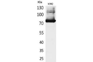 Western Blot analysis of K562 cells using Transferrin Polyclonal Antibody. (Transferrin anticorps  (C-Term))