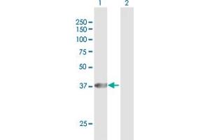 Western Blot analysis of PECI expression in transfected 293T cell line by PECI MaxPab polyclonal antibody. (PECI/ECI2 anticorps  (AA 1-364))