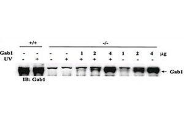 GAB1 anticorps