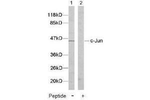 Image no. 2 for anti-Jun Proto-Oncogene (JUN) (Tyr170) antibody (ABIN197133) (C-JUN anticorps  (Tyr170))