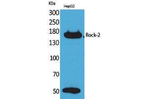 Western Blotting (WB) image for anti-rho-Associated, Coiled-Coil Containing Protein Kinase 2 (ROCK2) (Internal Region) antibody (ABIN3178224) (ROCK2 anticorps  (Internal Region))