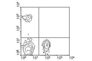 Image no. 1 for anti-CD4 (CD4) antibody (FITC) (ABIN135501) (CD4 anticorps  (FITC))