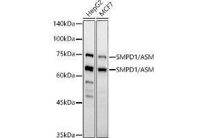 Western blot analysis of extracts of various cell lines, using SMPD1 / ASM antibody (ABIN7270530) at 1:500 dilution. (SMPD1 anticorps)