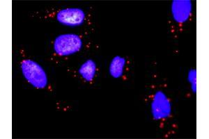 Proximity Ligation Assay (PLA) image for anti-Phosphoinositide 3 Kinase, p85 alpha (PI3K p85a) (AA 1-454) antibody (ABIN518903)